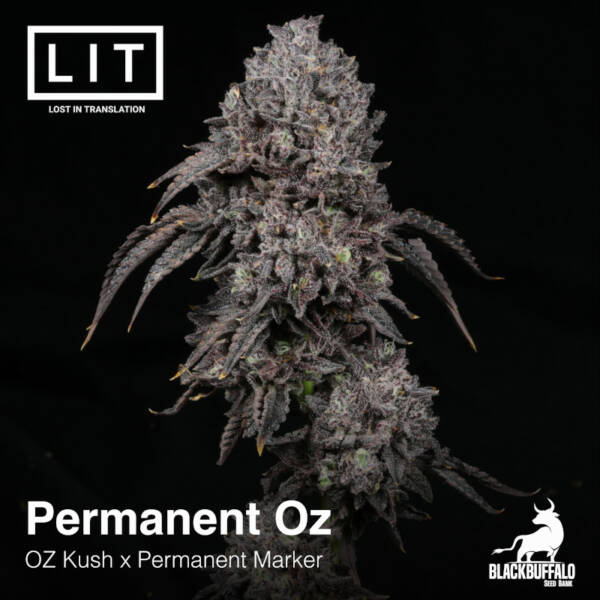 Permanent OZ LIT Farms Feminized Seeds