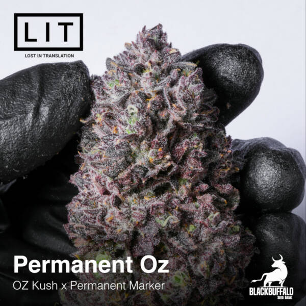 Permanent OZ LIT Farms Feminized cannabis Seeds
