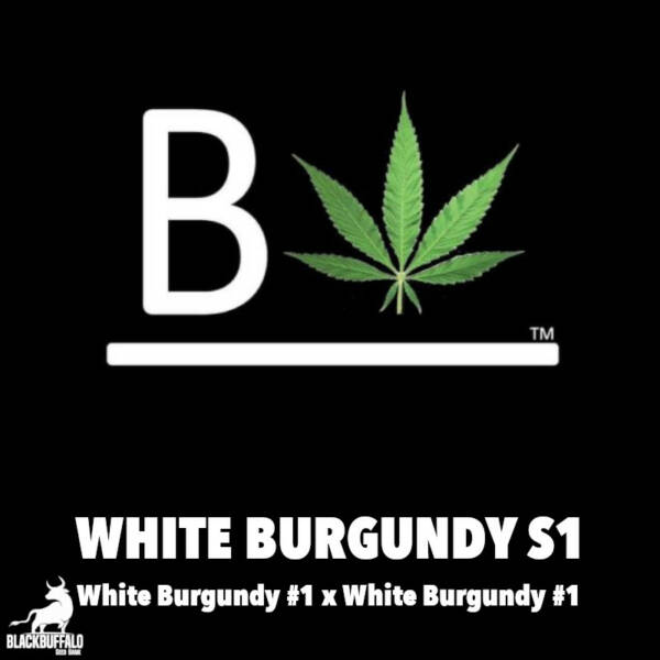 White Burgundy S1 Beleaf Feminized Seeds