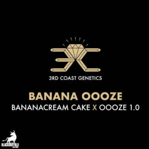 Banana Oooze 3rd Coast Feminized Seeds