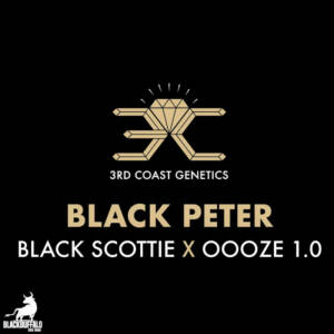 Black Peter 3rd Coast Feminized Seeds