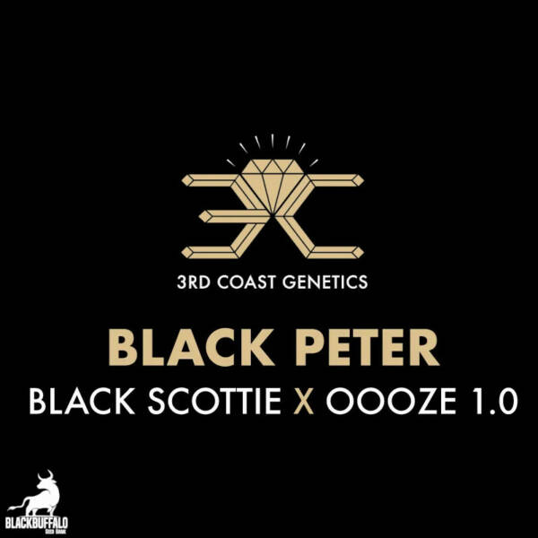 Black Peter 3rd Coast Feminized Seeds