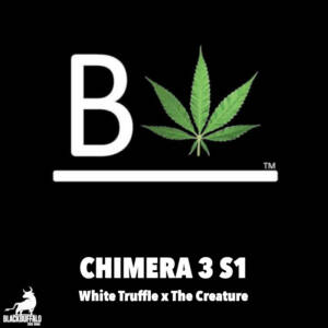 Chimera 3 S1 Beleaf Feminized Seeds
