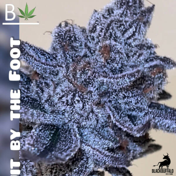 Fruit by the Foot Beleaf Feminized Seeds