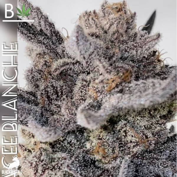 Glacee Blanche Beleaf Feminized Seeds