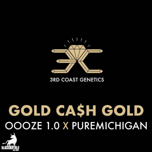 Gold Cash Gold 3rd Coast Regular Seeds