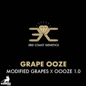 Grape Oooze 3rd Coast Feminized Seeds
