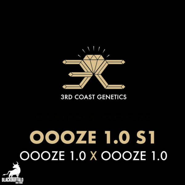 Oooze 1.0 S1 3rd Coast Feminized Seeds