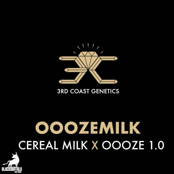 OoozeMilk 3rd Coast Feminized Seeds