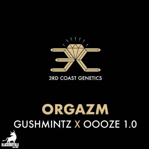 Orgazm 3rd Coast Feminized Seeds