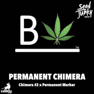 Permanent Chimera Beleaf Feminized Seeds