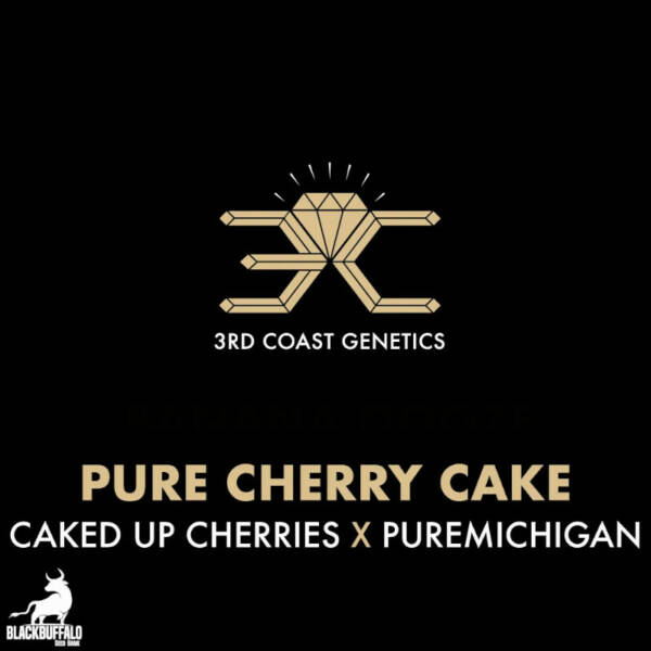 Pure Cherry Cake 3rd Coast Regular Seeds