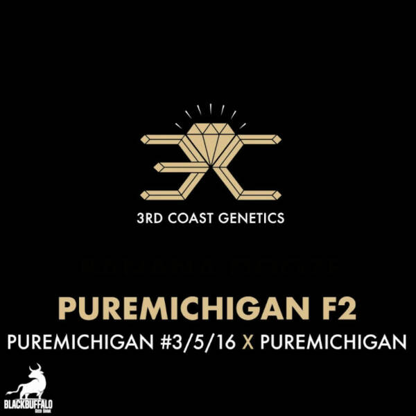 Puremichigan F2 3rd Coast Regular Seeds