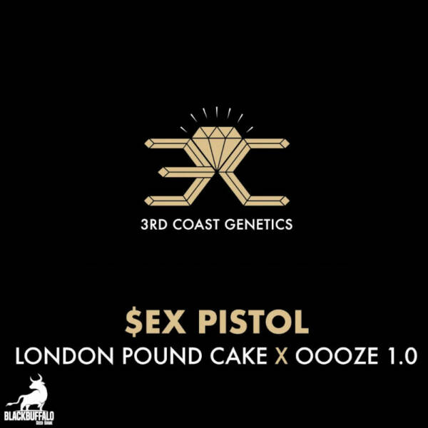 Sex Pistol 3rd Coast Feminized Seeds
