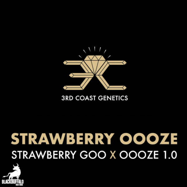 Strawberry Oooze 3rd Coast Feminized Seeds