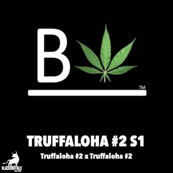 Truffaloha #2 S1 Feminized Seeds