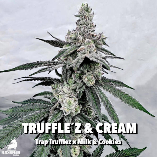 Truffle'z & Cream Exotic Genetix feminized seeds