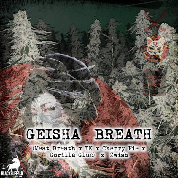 Geisha Breath Umami Seed Co feminized cannabis seeds
