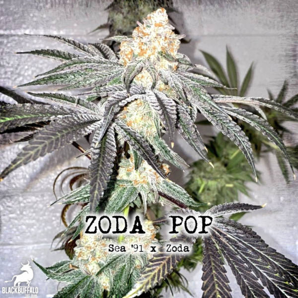 Zoda Pop Umami Seed Co feminized cannabis seeds