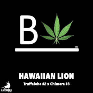 Hawaiian Lion Beleaf Feminized Seeds