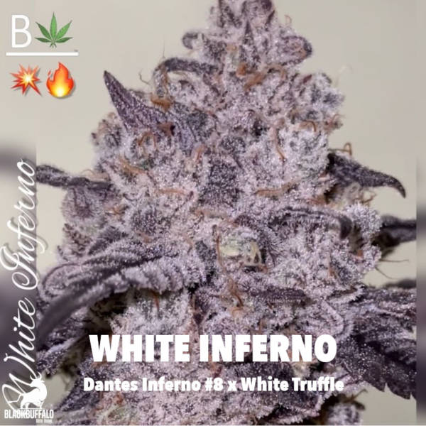 White Inferno Feminized Seeds