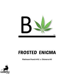 Frosted Enigma Beleaf Feminized Seeds