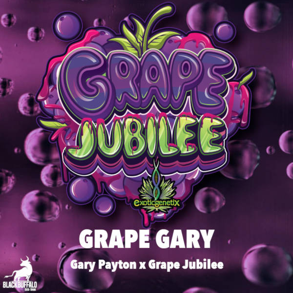 Grape Gary Exotic Genetix feminized seeds