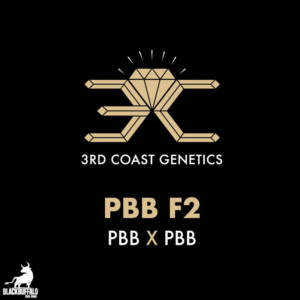 PBB F2 3rd Coast Feminized Seeds