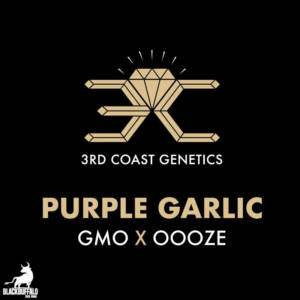 Purple Garlic F1 3rd Coast Feminized Seeds