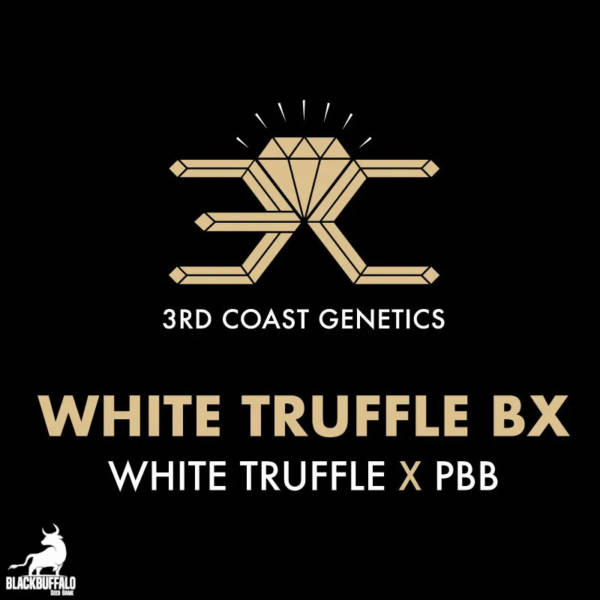 White Truffle BX 3rd Coast Feminized Seeds