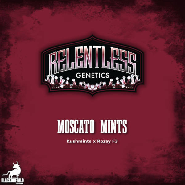 Moscato Mints Relentless Genetics Seeds