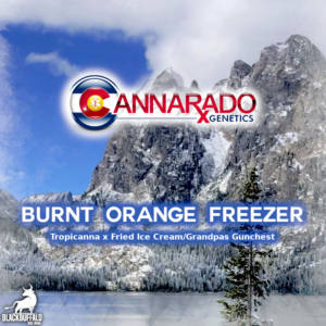 Burnt Orange Freezer Cannarado Genetics regular seeds