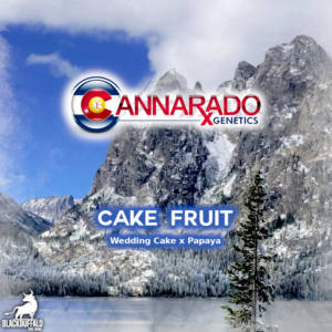 Cake Fruit Cannarado Genetics feminized seeds