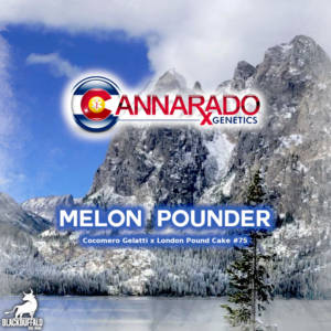 Melon Pounder Cannarado Genetics feminized seeds
