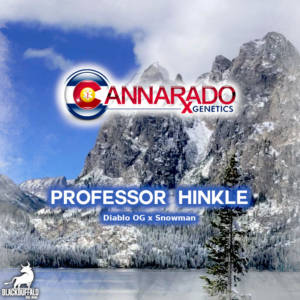 Professor Hinkle Cannarado Genetics feminized seeds