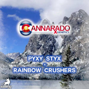Pyxy Styx x Rainbow Crushers Cannarado Genetics feminized seeds