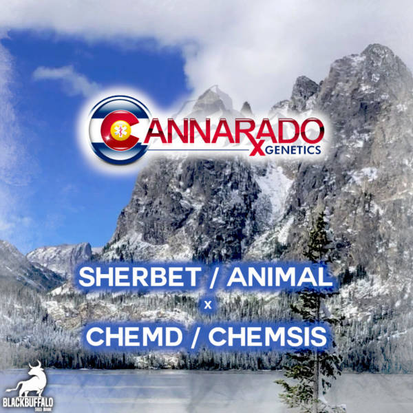 Sherbet/Animal x ChemD/ChemSis Cannarado Genetics feminized seeds