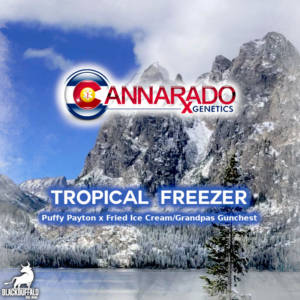Tropical Freezer Cannarado Genetics regular seeds