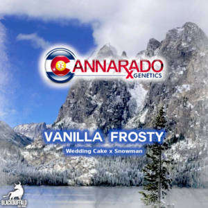 Vanilla Frosty Cannarado Genetics feminized seeds