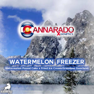 Watermelon Freezer Cannarado Genetics regular seeds