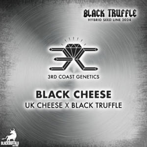 Black Cheese 3rd Coast Genetics Regular Seeds