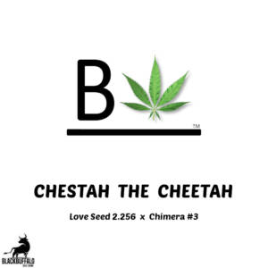 Chestah The Cheetah Beleaf Feminized Seeds