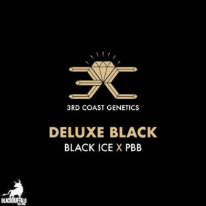 Deluxe Black 3rd Coast Genetics Regular Seeds