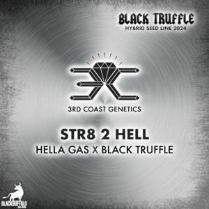 STR8 2 Hell 3rd Coast Genetics Regular Seeds