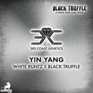 Yin Yang 3rd Coast Genetics Regular Seeds