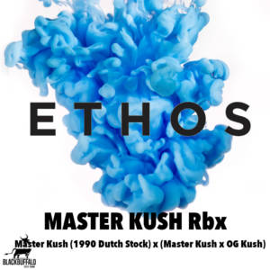 Master Kush Rbx Ethos Genetics feminized seeds