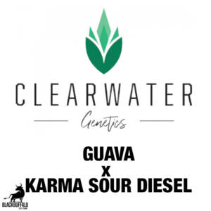 Guava x Karma Sour Diesel ClearWater feminized seeds