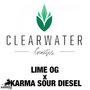Lime OG x Karma Sour Diesel ClearWater feminized seeds
