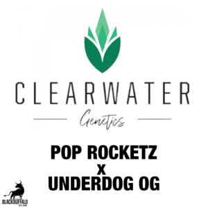 Pop Rocketz x Underdog OG ClearWater feminized seeds