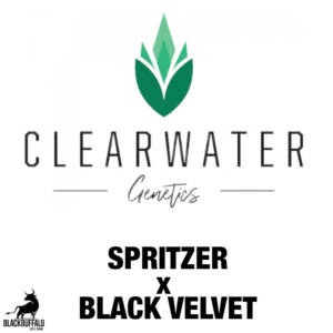 Spritzer x Black Velvet ClearWater feminized seeds